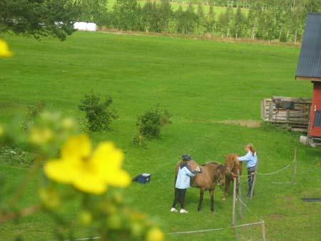 Romtveit  2007 div fjostak mm 194